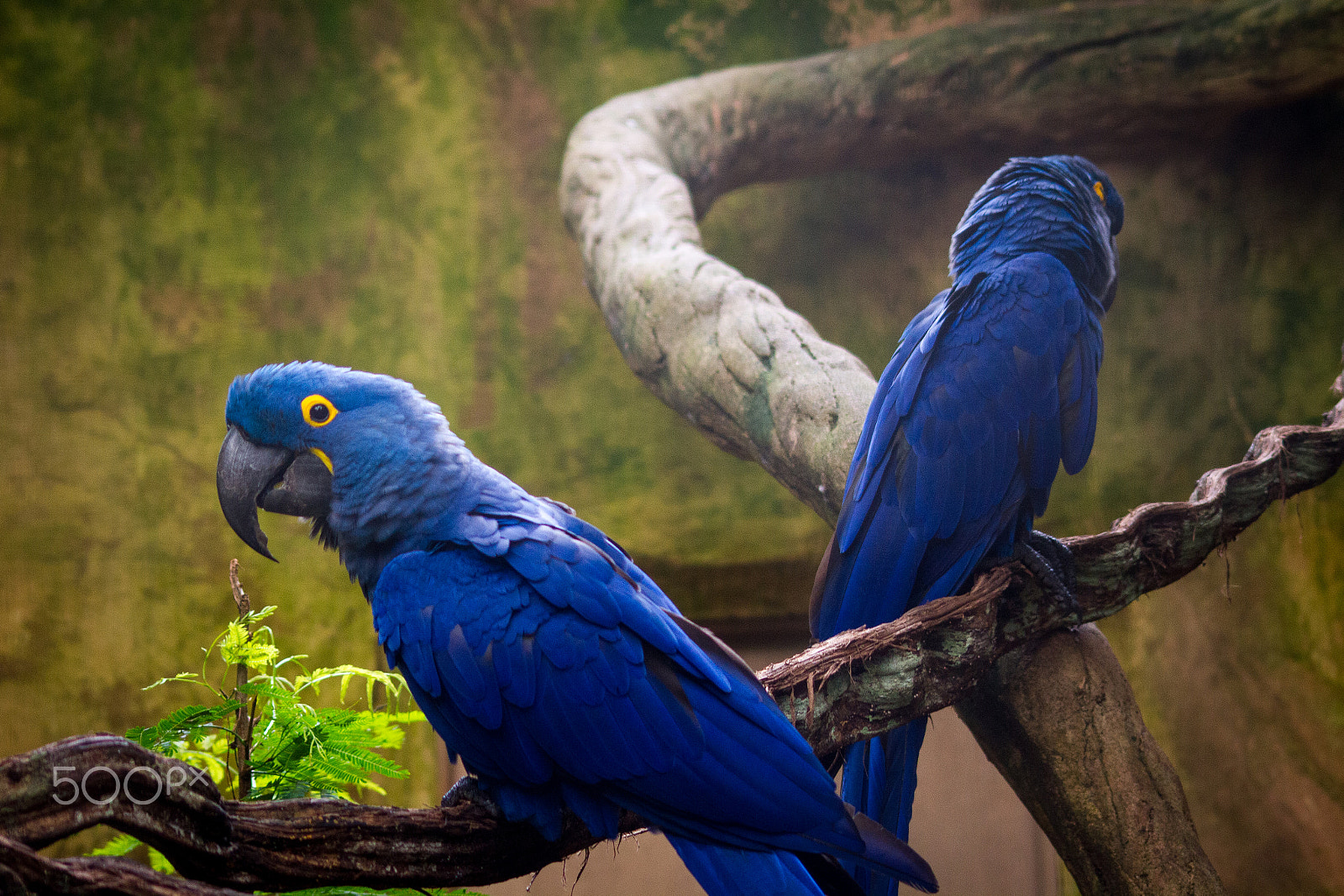Sigma 70-300mm F4-5.6 APO DG Macro sample photo. Blue birds - arara azul photography