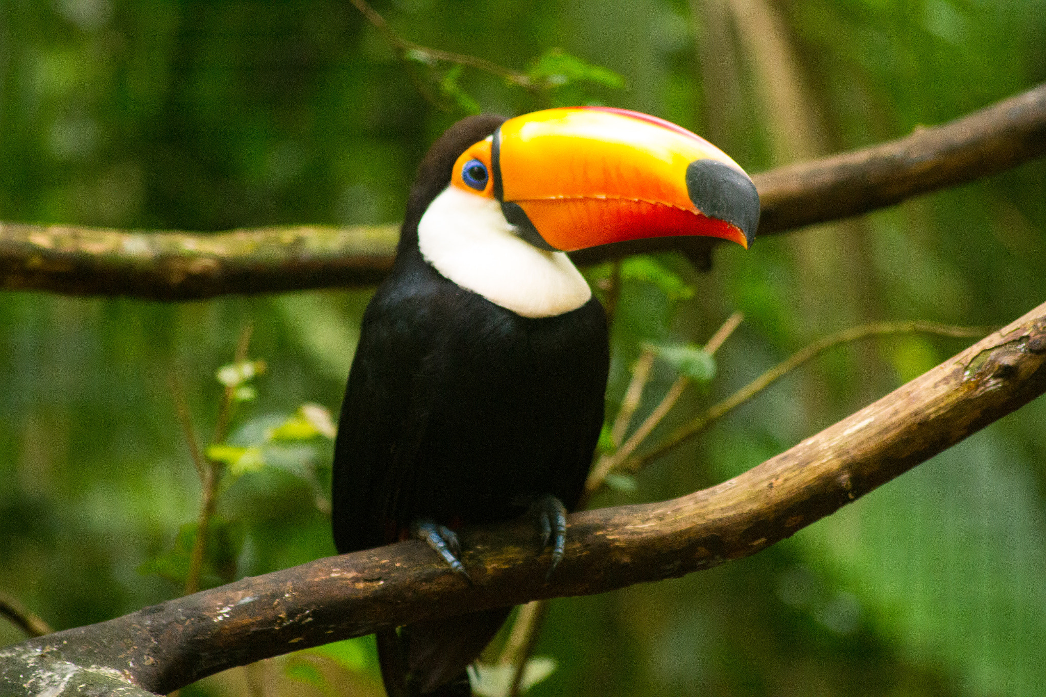 Sigma 70-300mm F4-5.6 APO DG Macro sample photo. Tucano photography