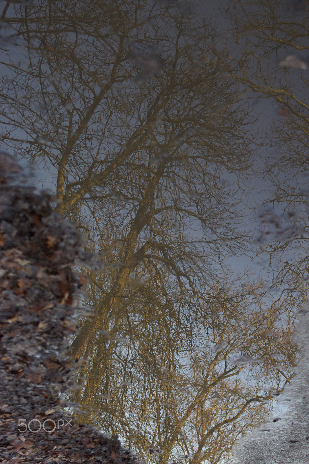 Canon EF 28-80mm f/2.8-4L sample photo. Reflection in a puddle photography