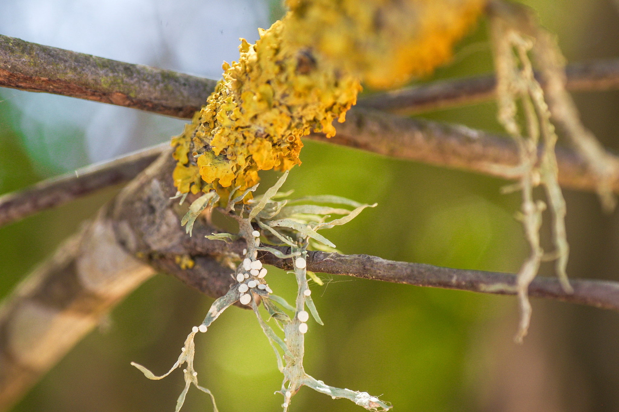 Pentax K-r + A Series Lens sample photo. Liquen photography