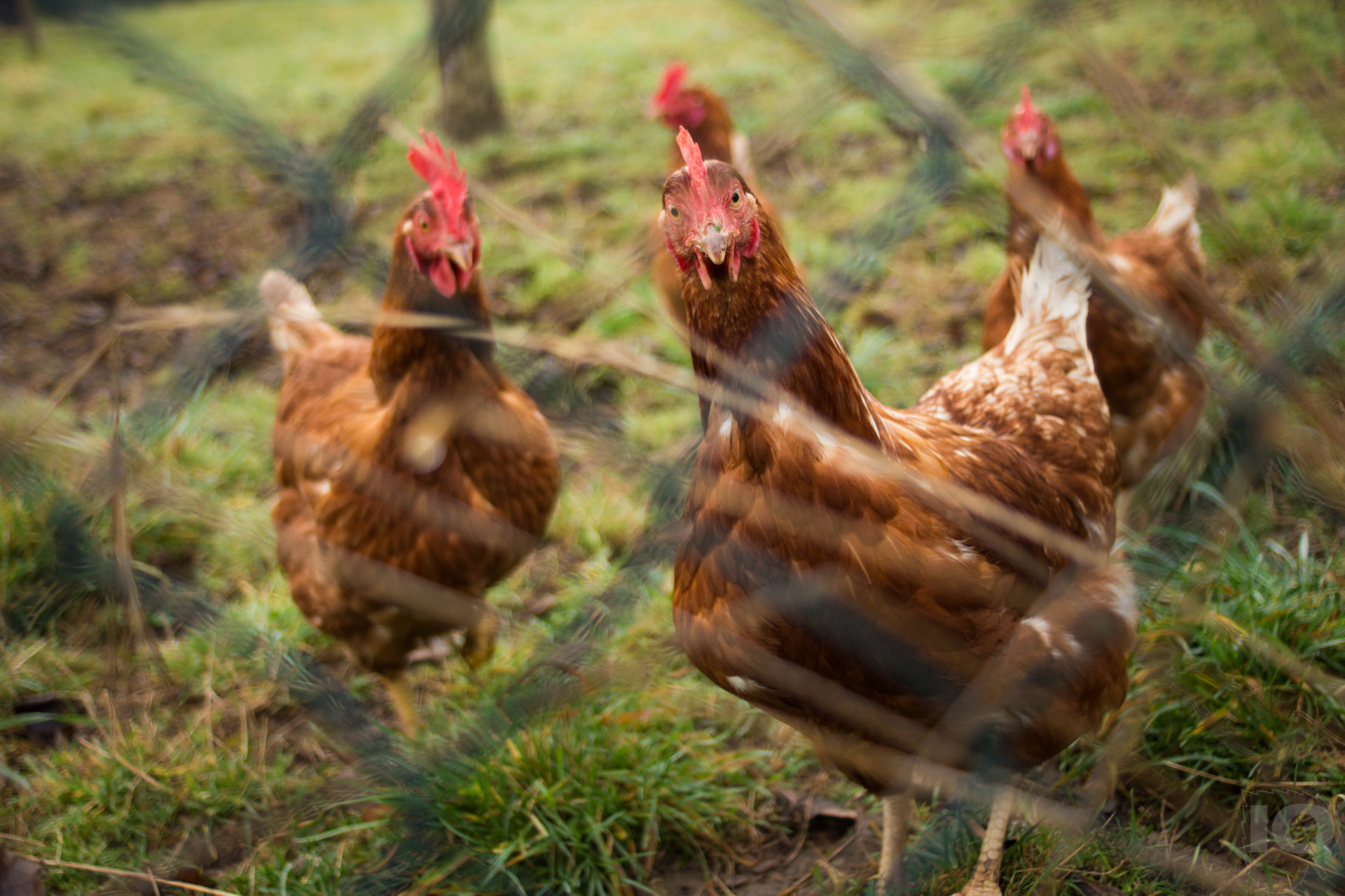 Canon EF 35-80mm f/4-5.6 sample photo. Chicks ! photography