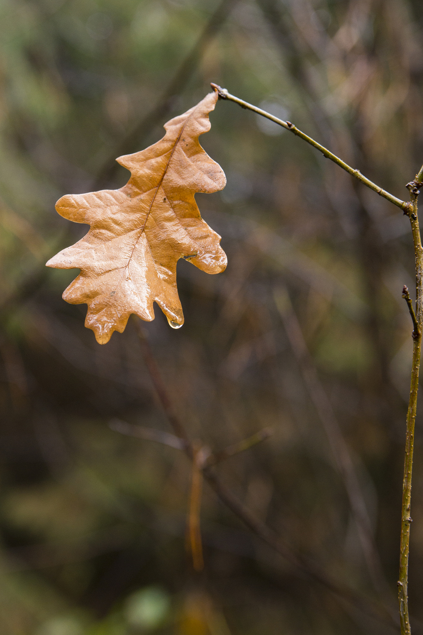 Sony SLT-A99V sample photo. Eichenblatt photography