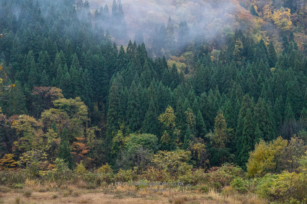 Sony a7 + Canon EF 85mm F1.2L II USM sample photo. きり photography