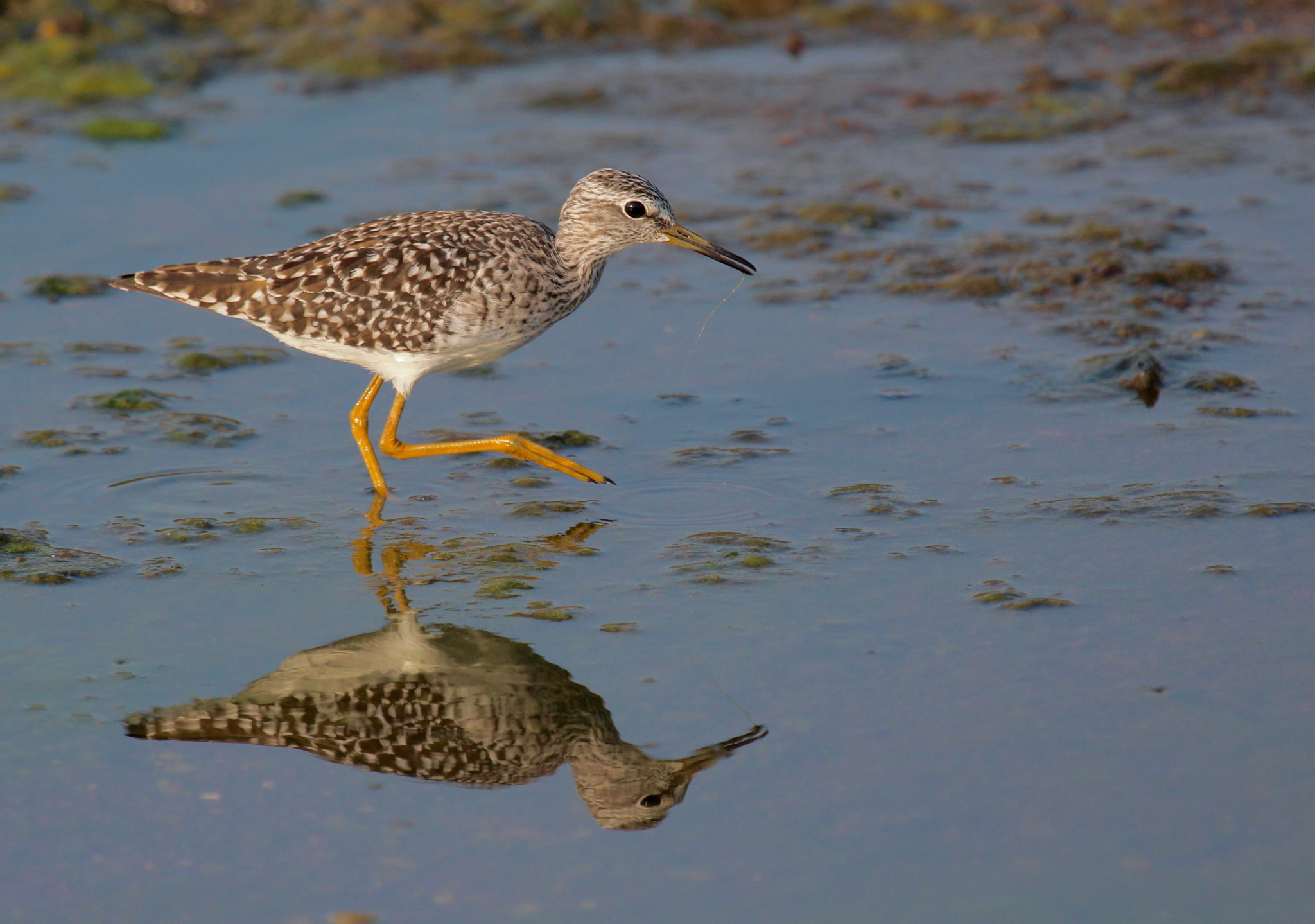 Canon EF 100-400mm F4.5-5.6L IS USM sample photo. Marsh sandpiper stalking quietly photography