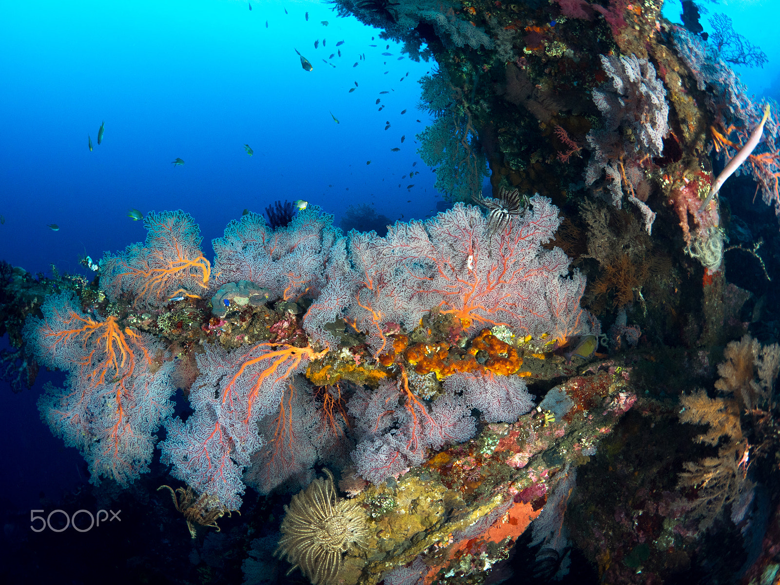 OLYMPUS M.8mm F1.8 sample photo. Seafan coral reef photography