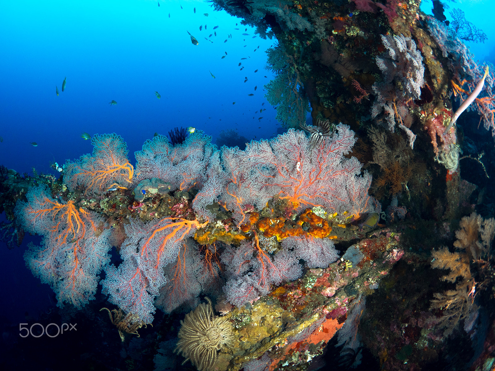 Olympus OM-D E-M1 + OLYMPUS M.8mm F1.8 sample photo. Seafan coral reef photography