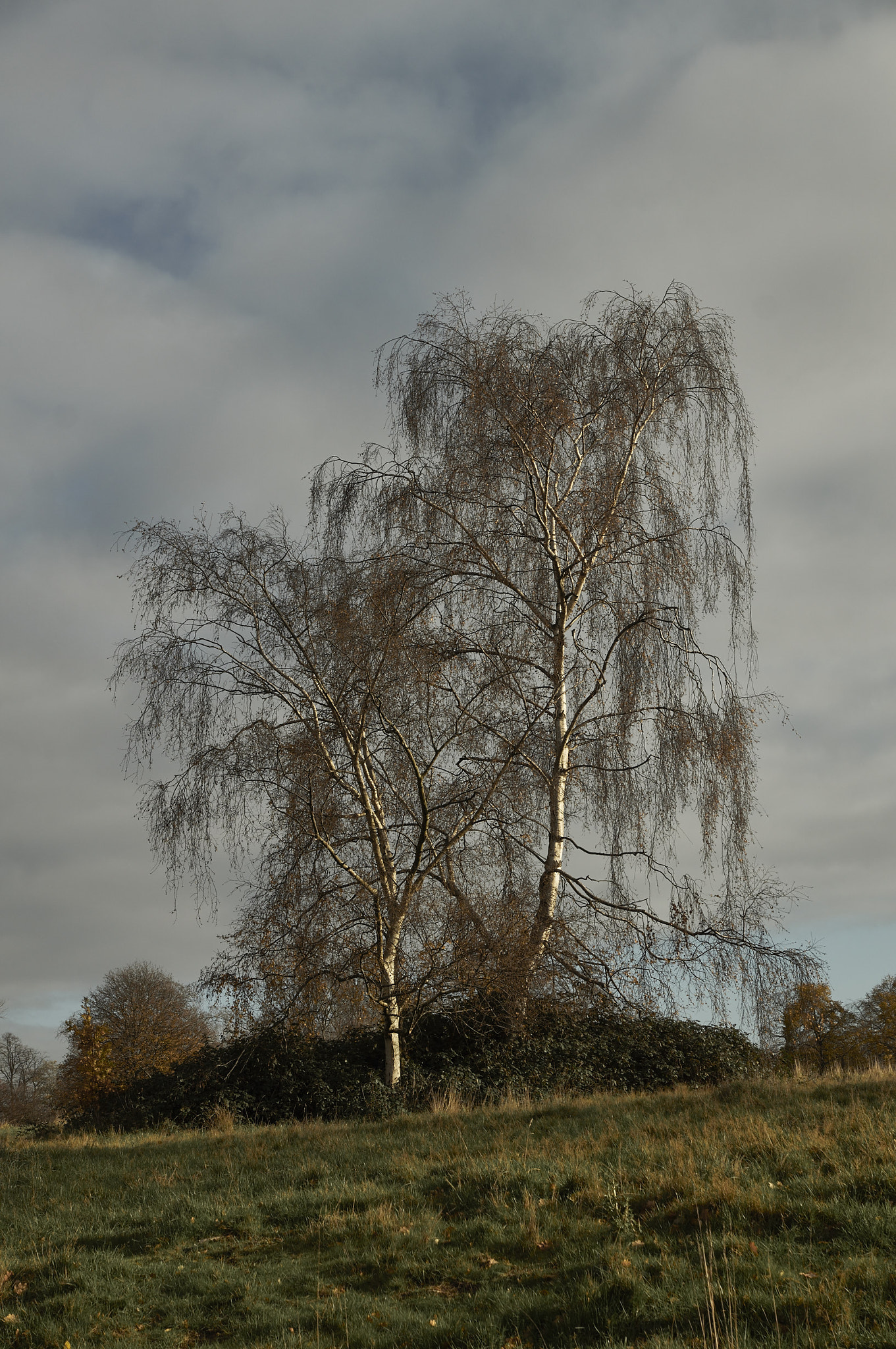 Sony Alpha DSLR-A580 sample photo. Autumn mood photography
