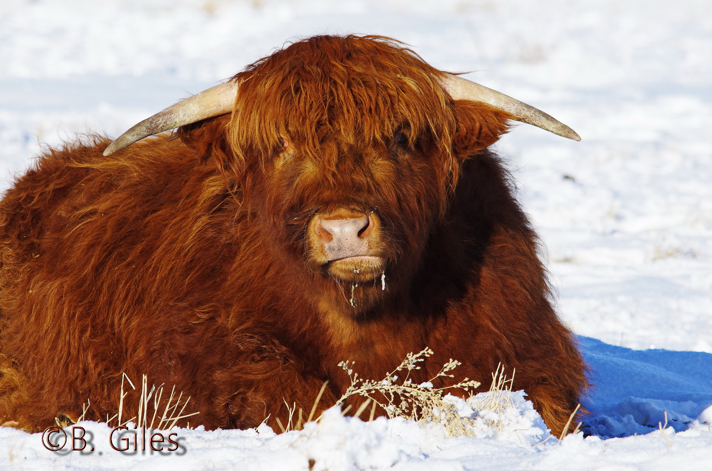 Sigma 150-500mm F5-6.3 DG OS HSM sample photo. Born canadian scottish roots photography