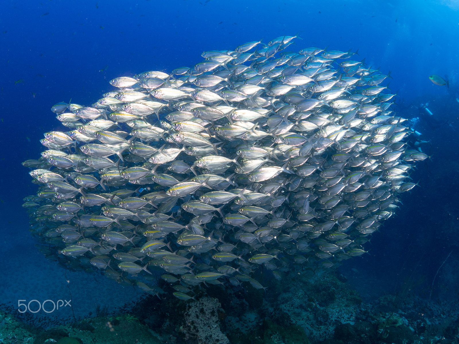 Olympus OM-D E-M1 + OLYMPUS M.8mm F1.8 sample photo. School of fish photography