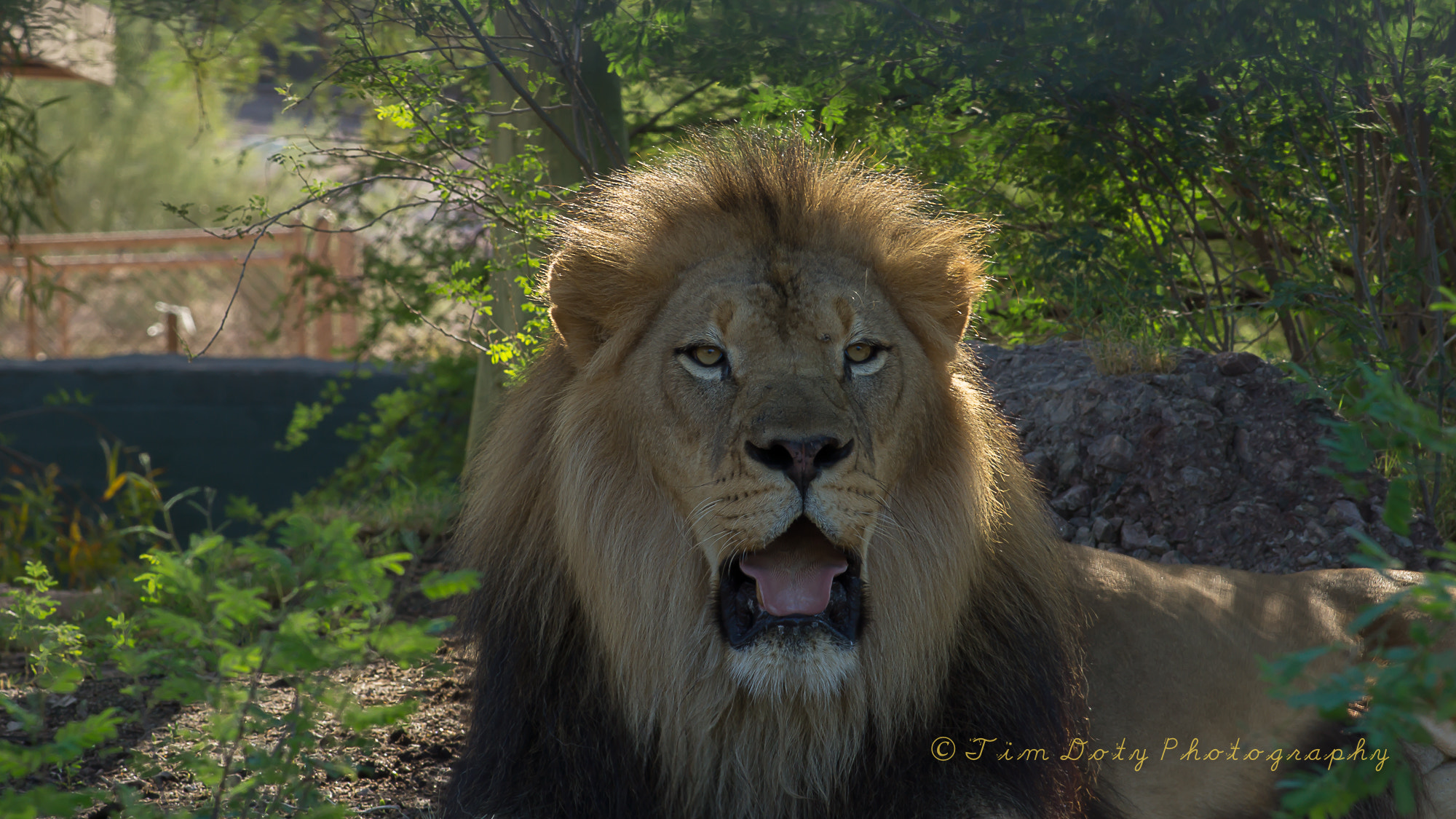 Minolta AF 200mm F2.8 G APO sample photo. African lion photography