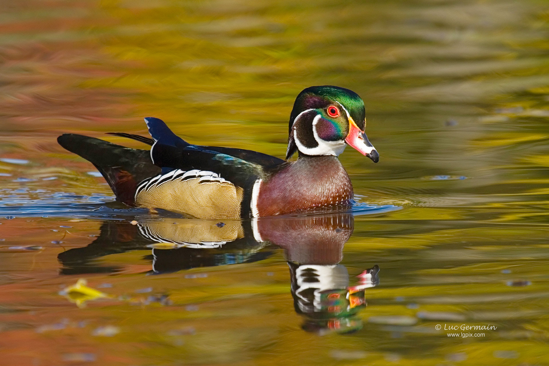 Canon EF 100-400mm F4.5-5.6L IS USM sample photo. Wood duck photography