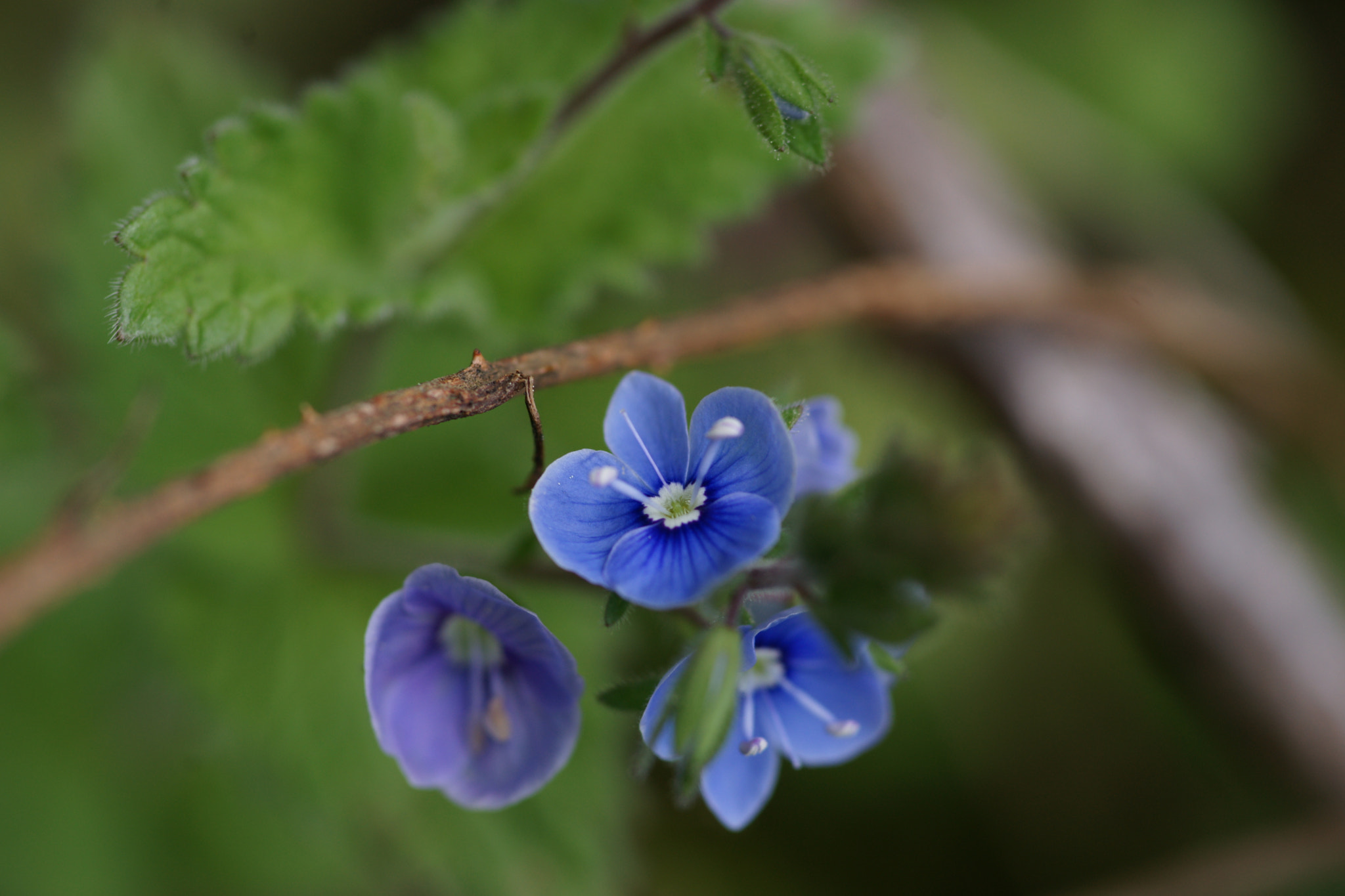 Sony Alpha DSLR-A850 + Minolta AF 100mm F2.8 Macro [New] sample photo. Flower photography