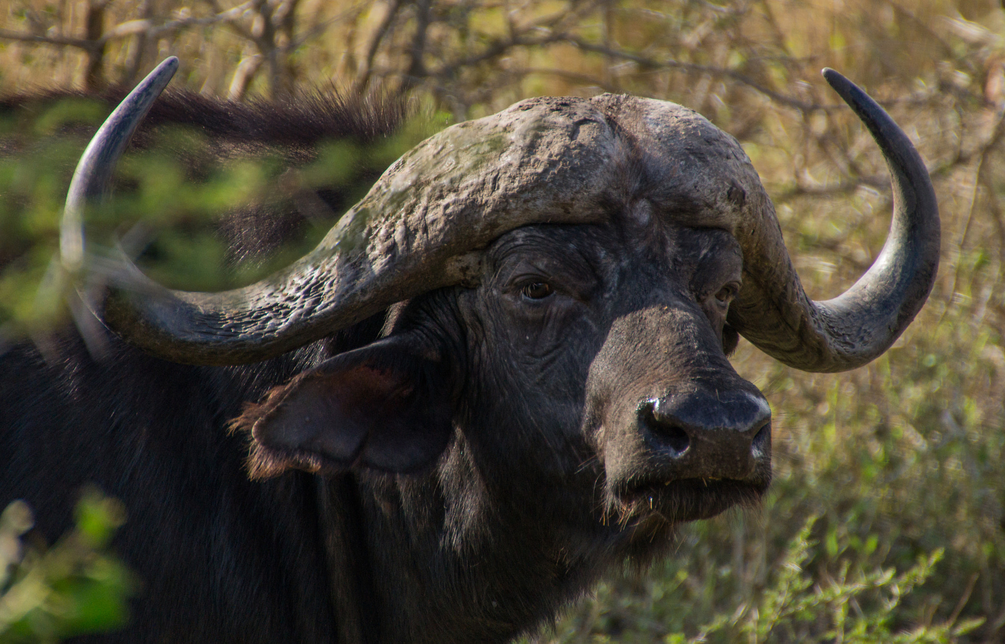 Sony SLT-A58 + DT 18-270mm F3.5-6.3 SSM sample photo. Buffalo in south africa photography