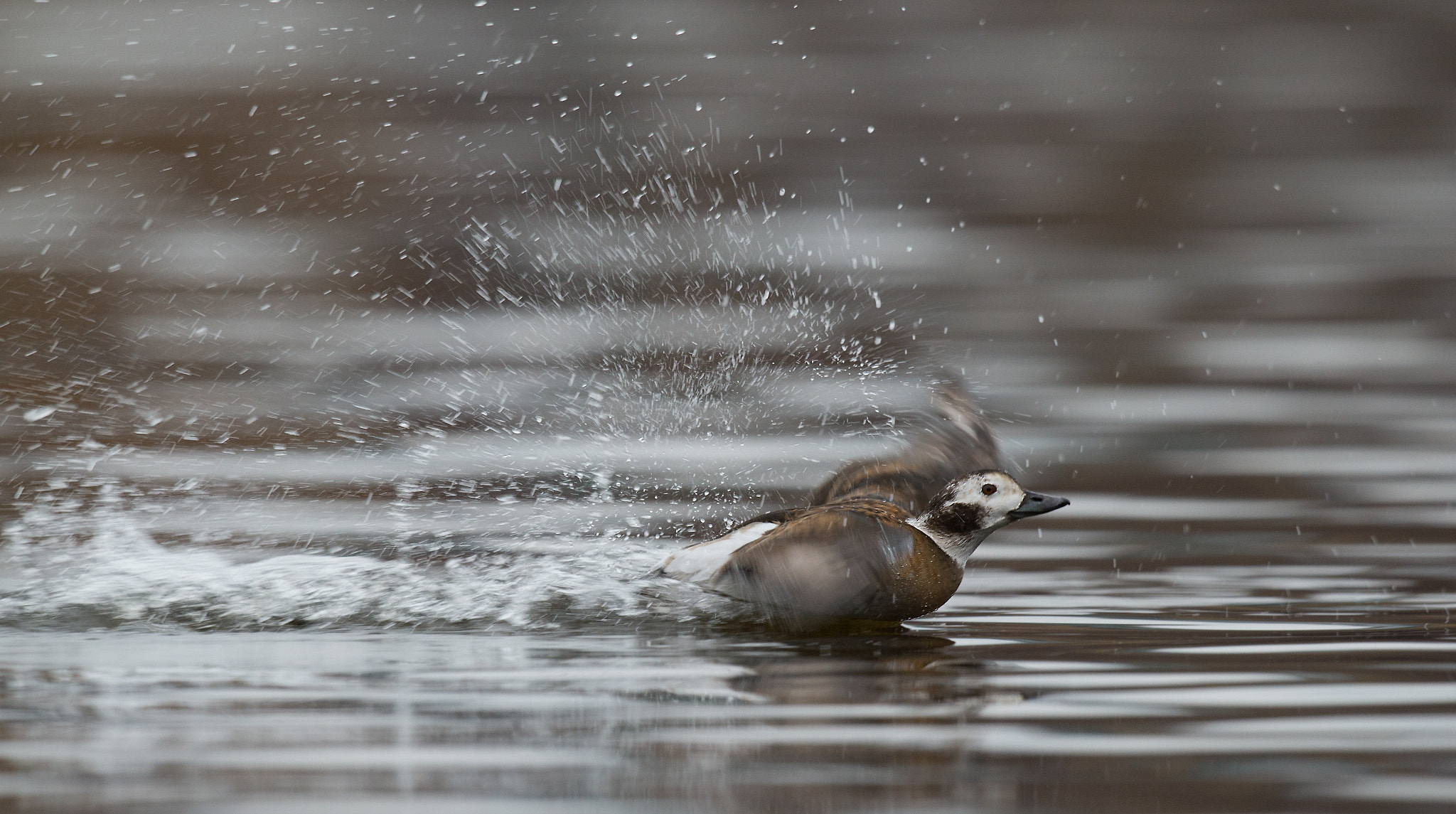 Nikon D4 + Sigma 24-60mm F2.8 EX DG sample photo. Harelde kakawi, clangula hyemalis, long-tailed duck photography