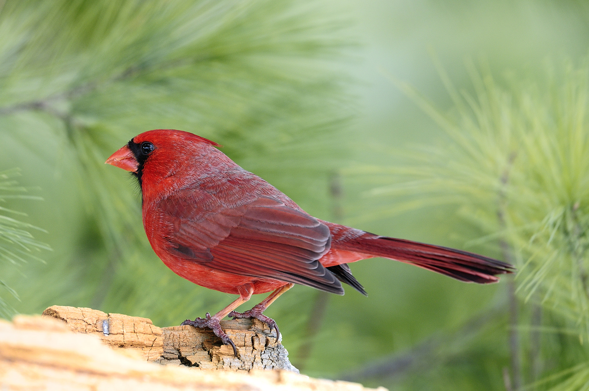 Nikon D300S + Nikon AF-S Nikkor 500mm F4G ED VR sample photo. Cardinal rouge, northern cardinal photography