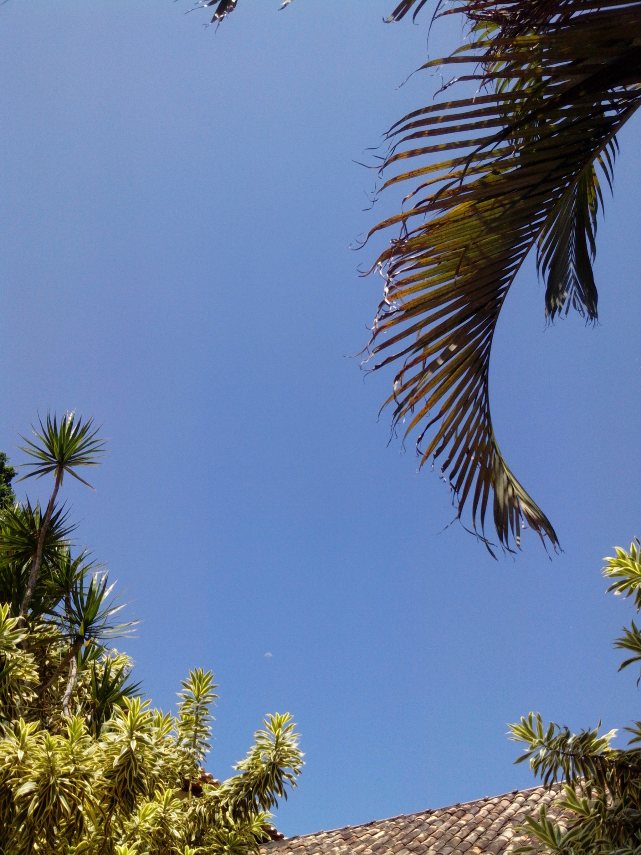 Motorola RAZR D1 sample photo. Typical tropical day 2 photography