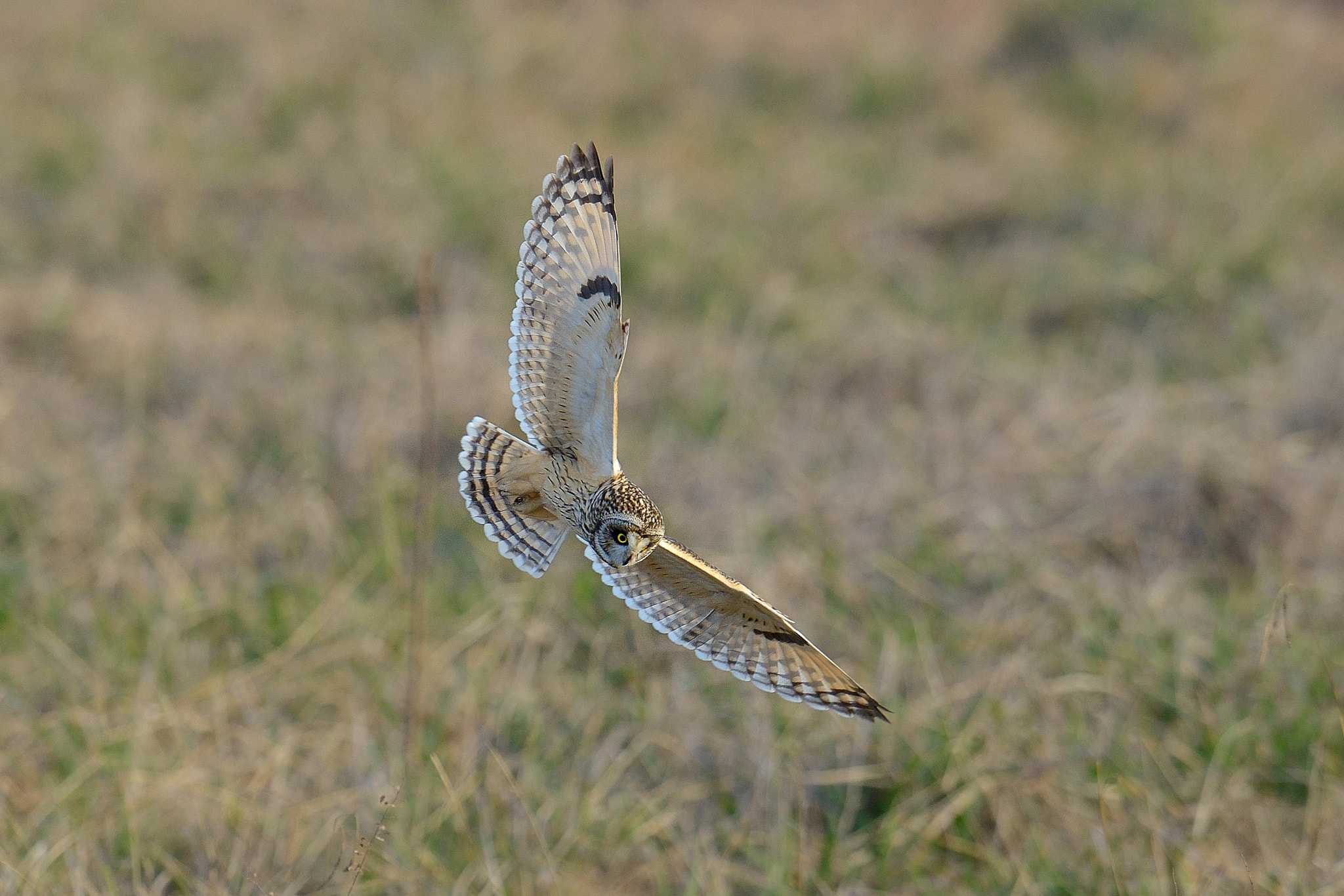 Nikon D800 + Nikon AF-S Nikkor 600mm F4G ED VR sample photo. Short-eared owl！ photography