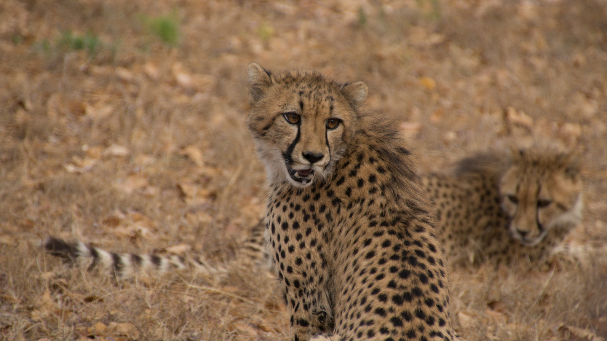 Sony SLT-A58 + DT 18-270mm F3.5-6.3 SSM sample photo. Young cheetahs photography