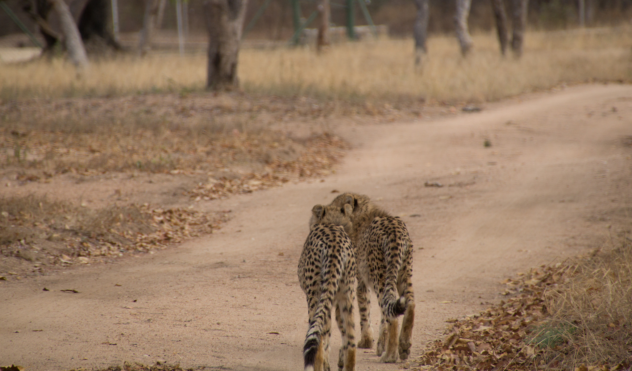 Sony SLT-A58 + DT 18-270mm F3.5-6.3 SSM sample photo. Young cheetahs walking photography