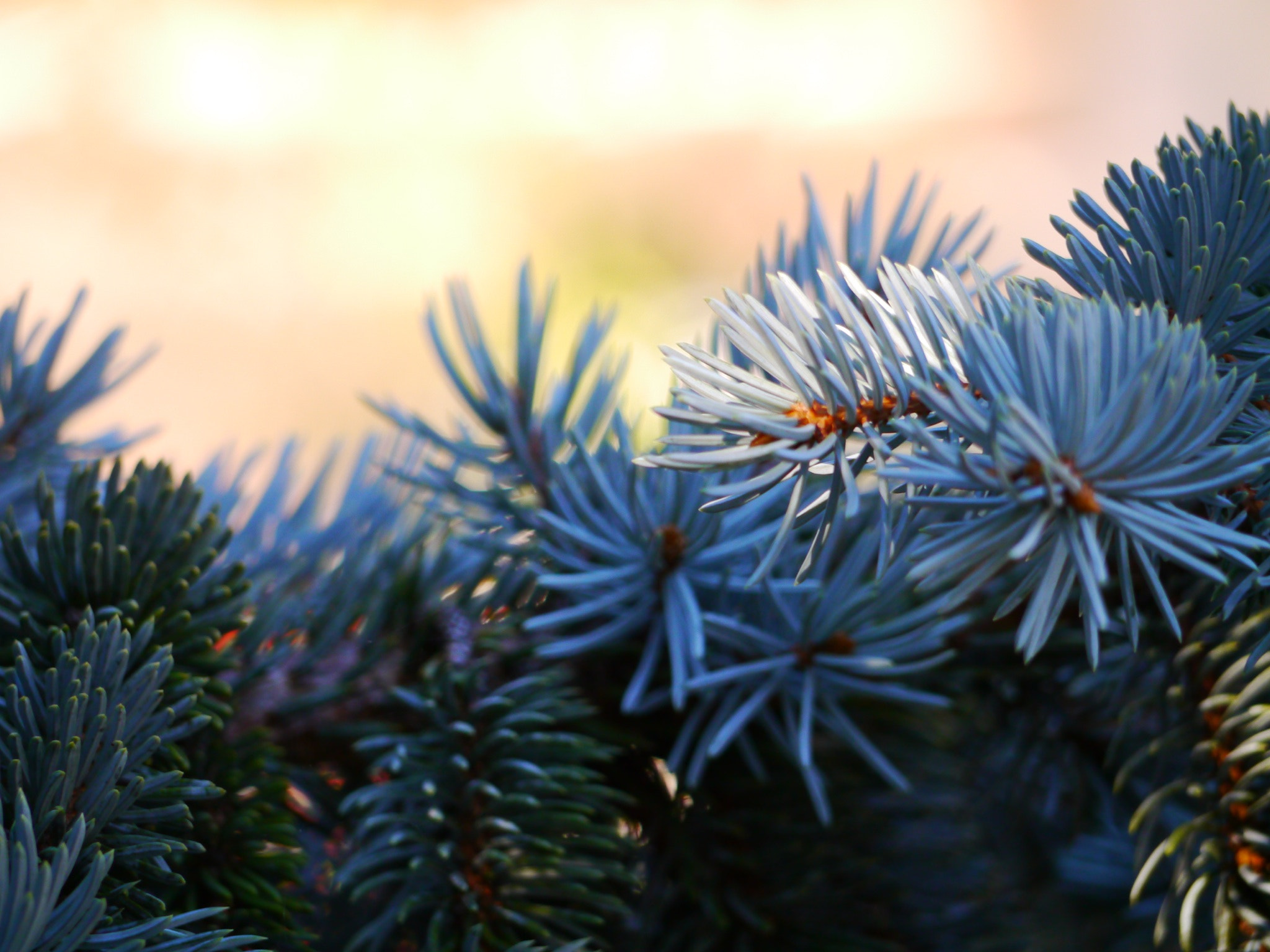 Panasonic Lumix G Vario 45-200mm F4-5.6 OIS sample photo. Les aiguilles du sapin bleu photography