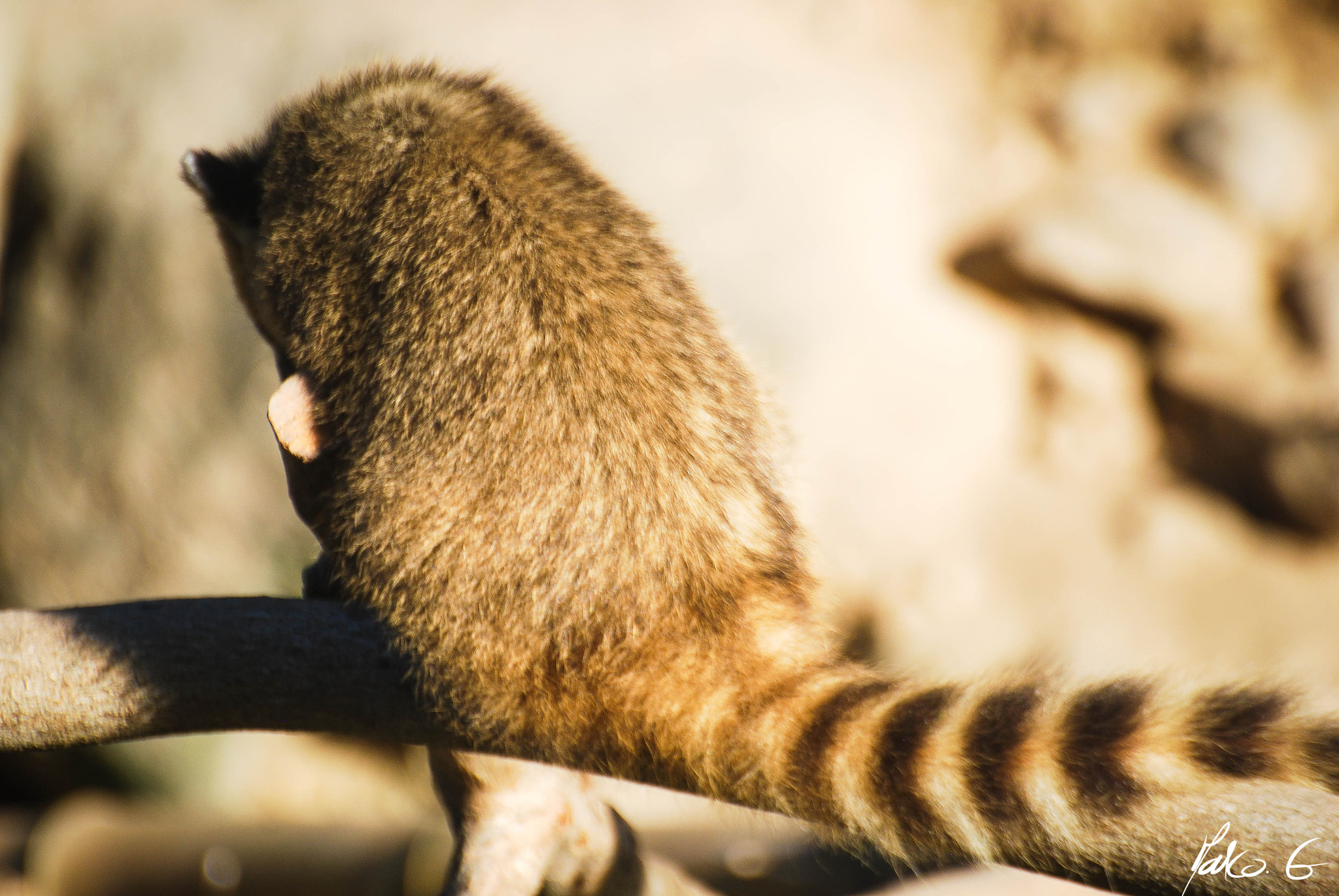 Nikon D40X sample photo. Zoo life photography