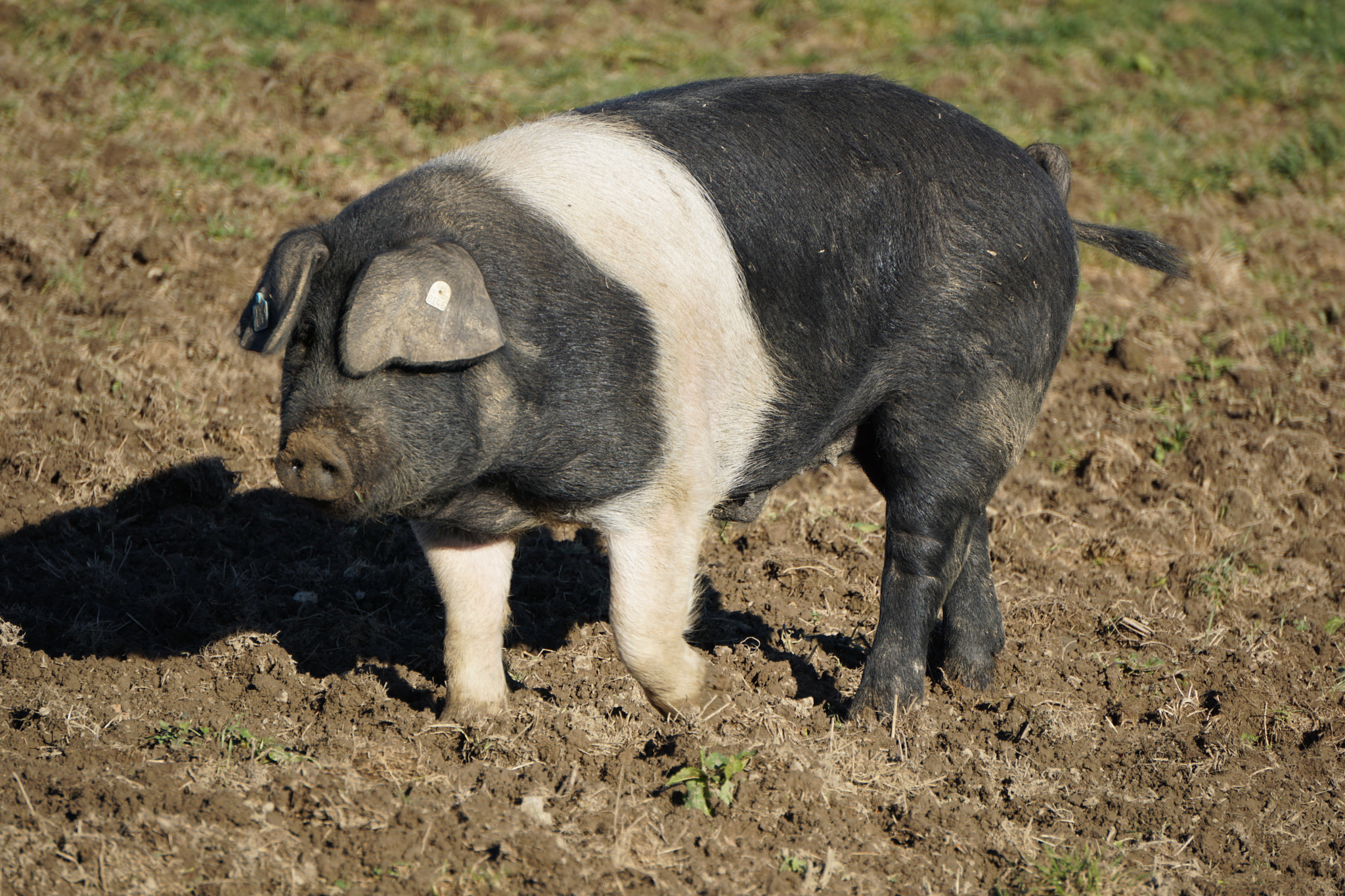 Sony E 55-210mm F4.5-6.3 OSS sample photo. Schwäbisch-hällisches landschwein photography