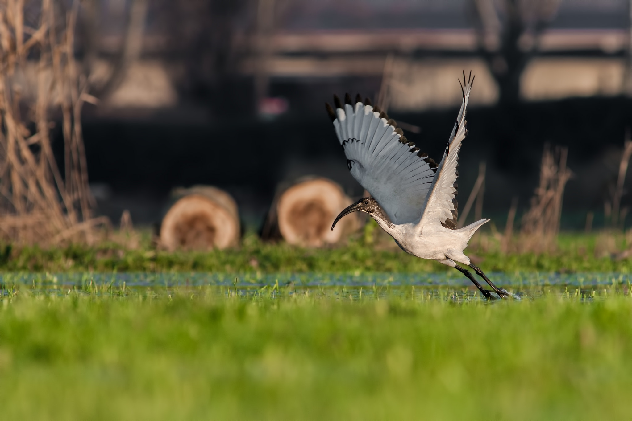 Canon EF 300mm F4L IS USM sample photo. Ibis sacro photography