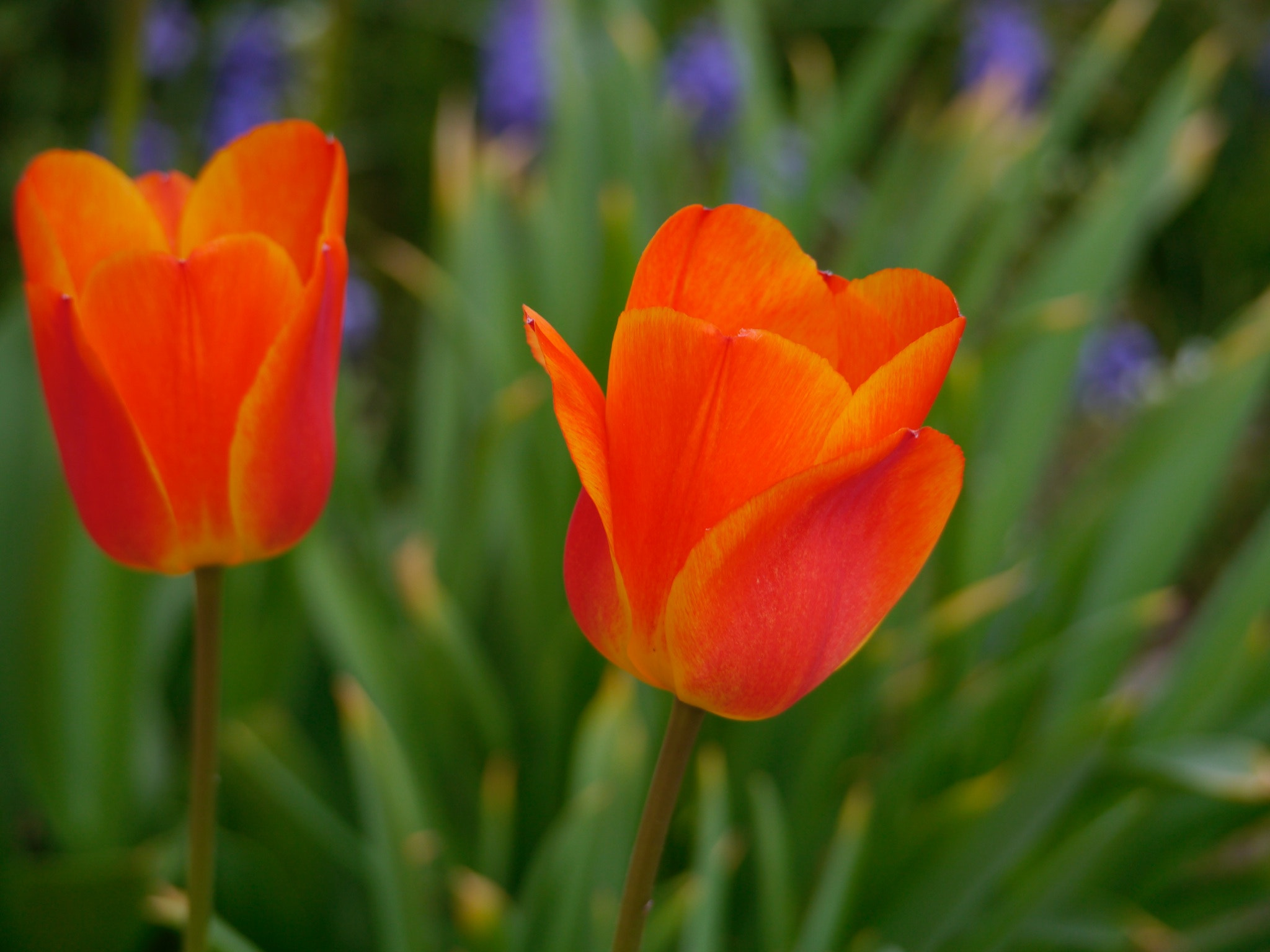 Panasonic Lumix G Vario 45-200mm F4-5.6 OIS sample photo. Nous deux, la paire...! photography