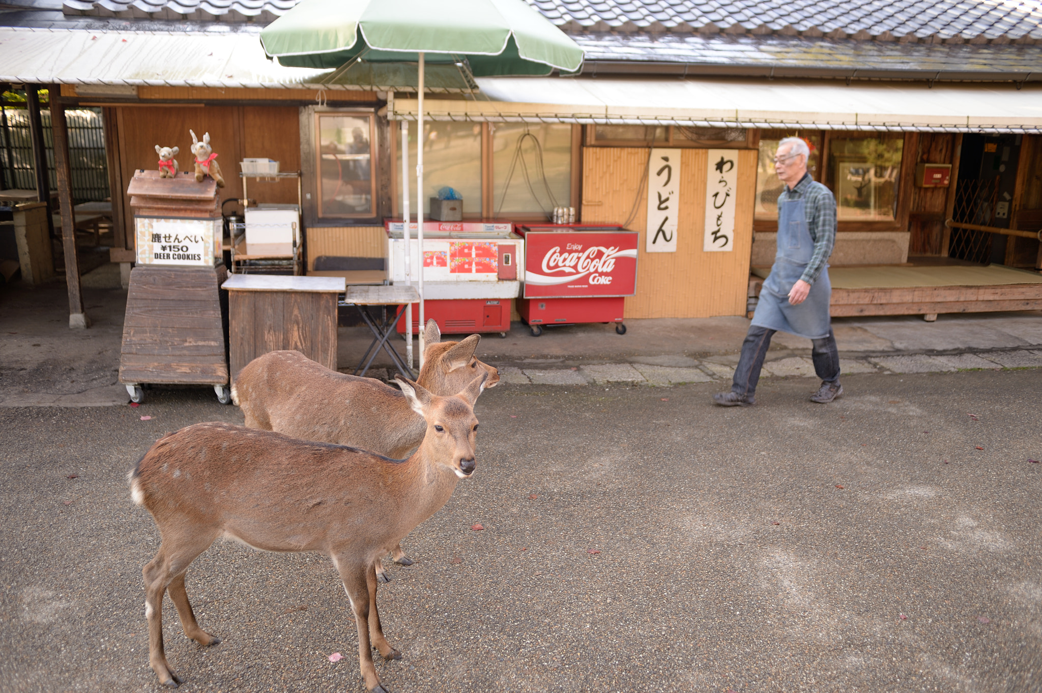 Nikon AF Nikkor 28mm F2.8D sample photo. Deer photography