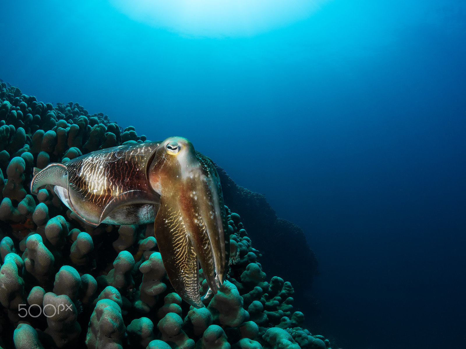 Olympus OM-D E-M1 + OLYMPUS M.8mm F1.8 sample photo. Cuttlefish on hard coral photography