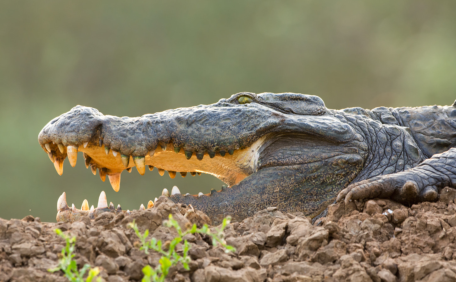 Nikon D7200 + Nikon AF-S Nikkor 500mm F4G ED VR sample photo. Zuari croc photography