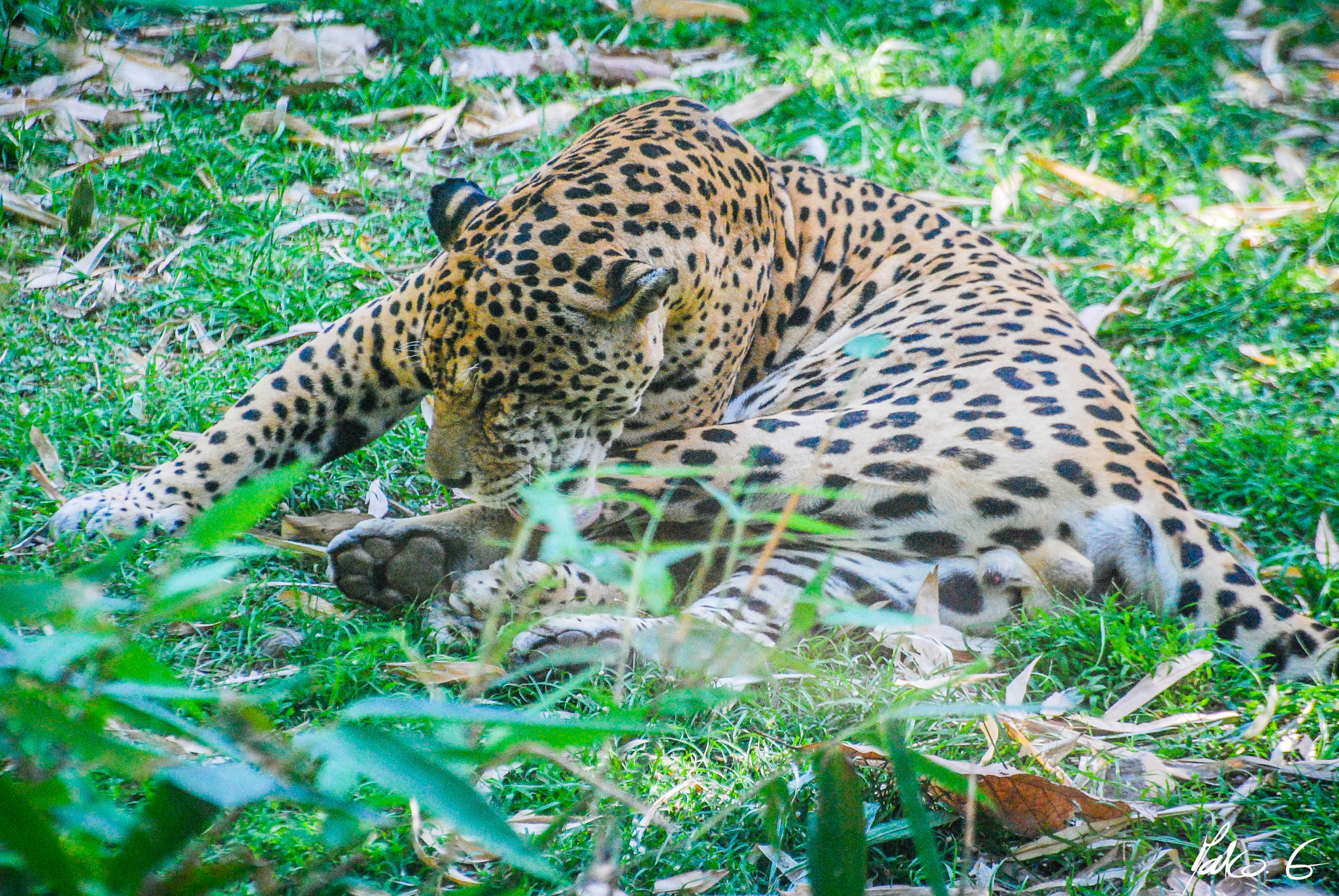 Nikon D40X sample photo. Ulysse photography