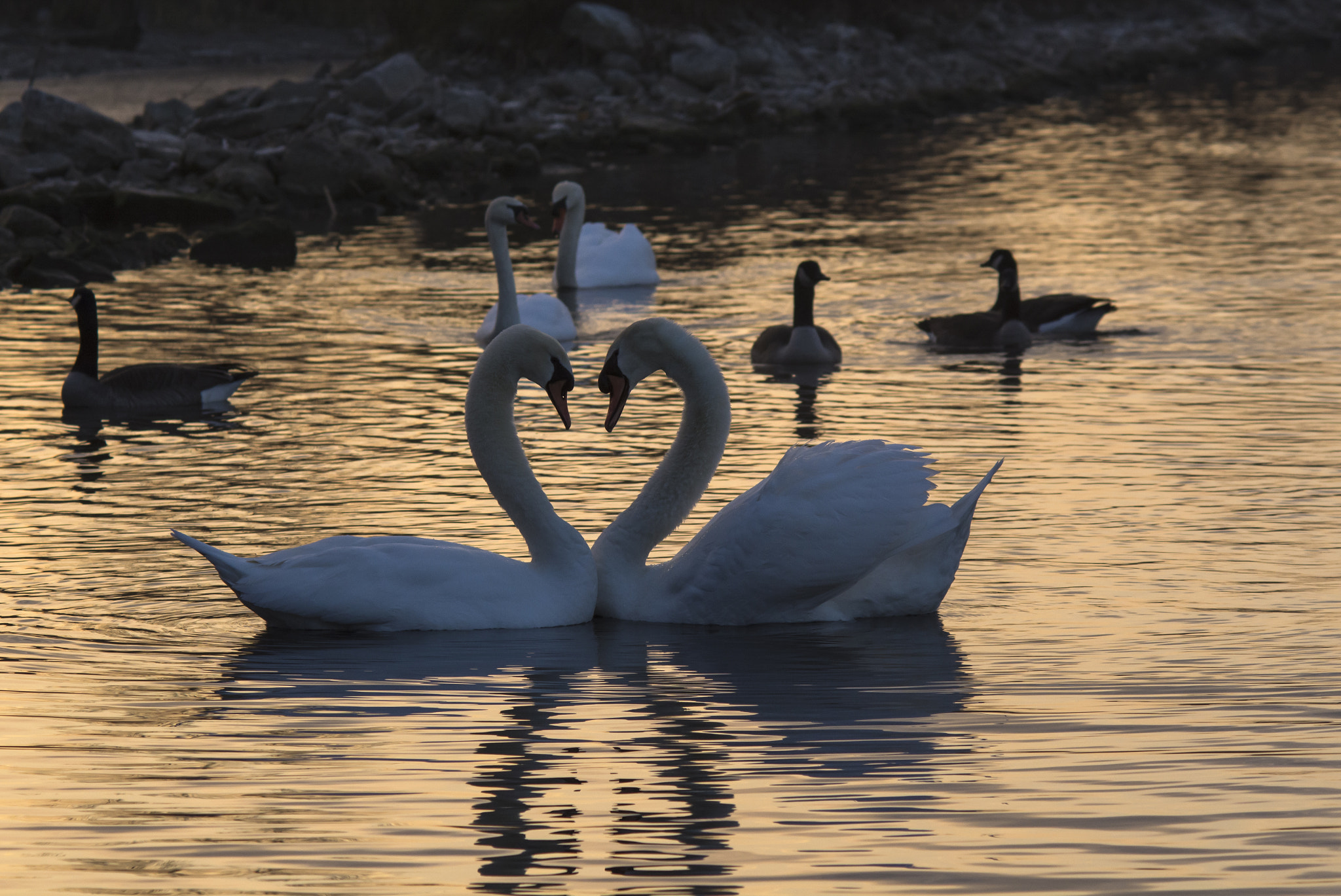 Nikon D7100 + AF Zoom-Nikkor 70-210mm f/4 sample photo. Toronto swans photography