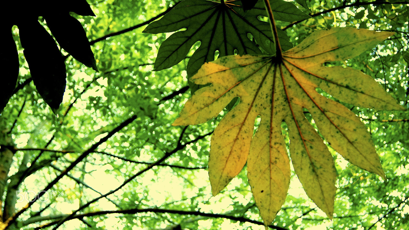 Sony DT 18-55mm F3.5-5.6 SAM II sample photo. Leaves photography