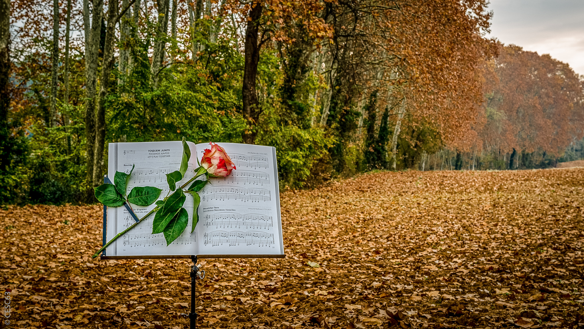 Nikon D5100 + Sigma 18-35mm F1.8 DC HSM Art sample photo. Celebrating 25 years together photography