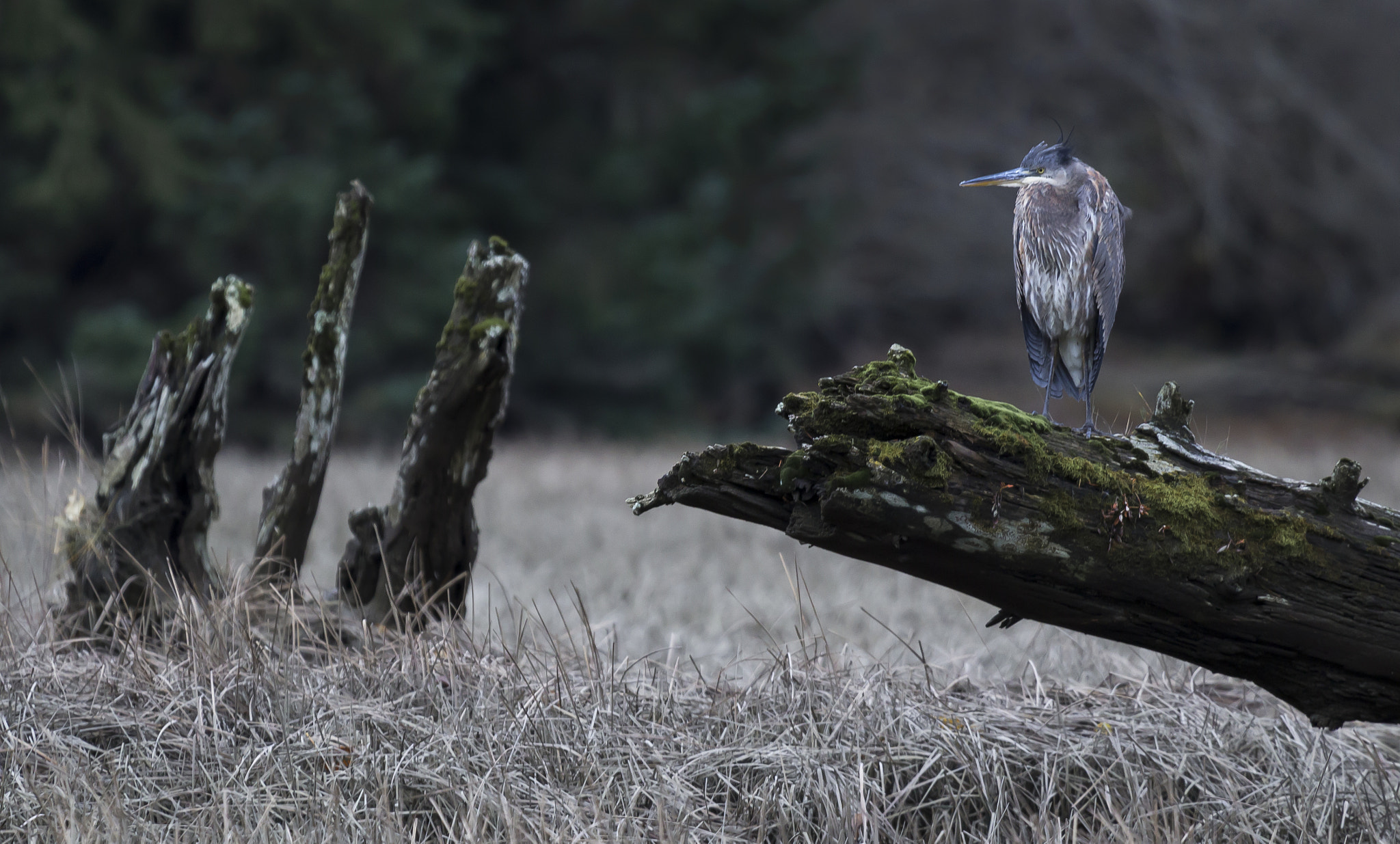 Canon EF 100-400mm F4.5-5.6L IS USM sample photo. Half heron half human. photography