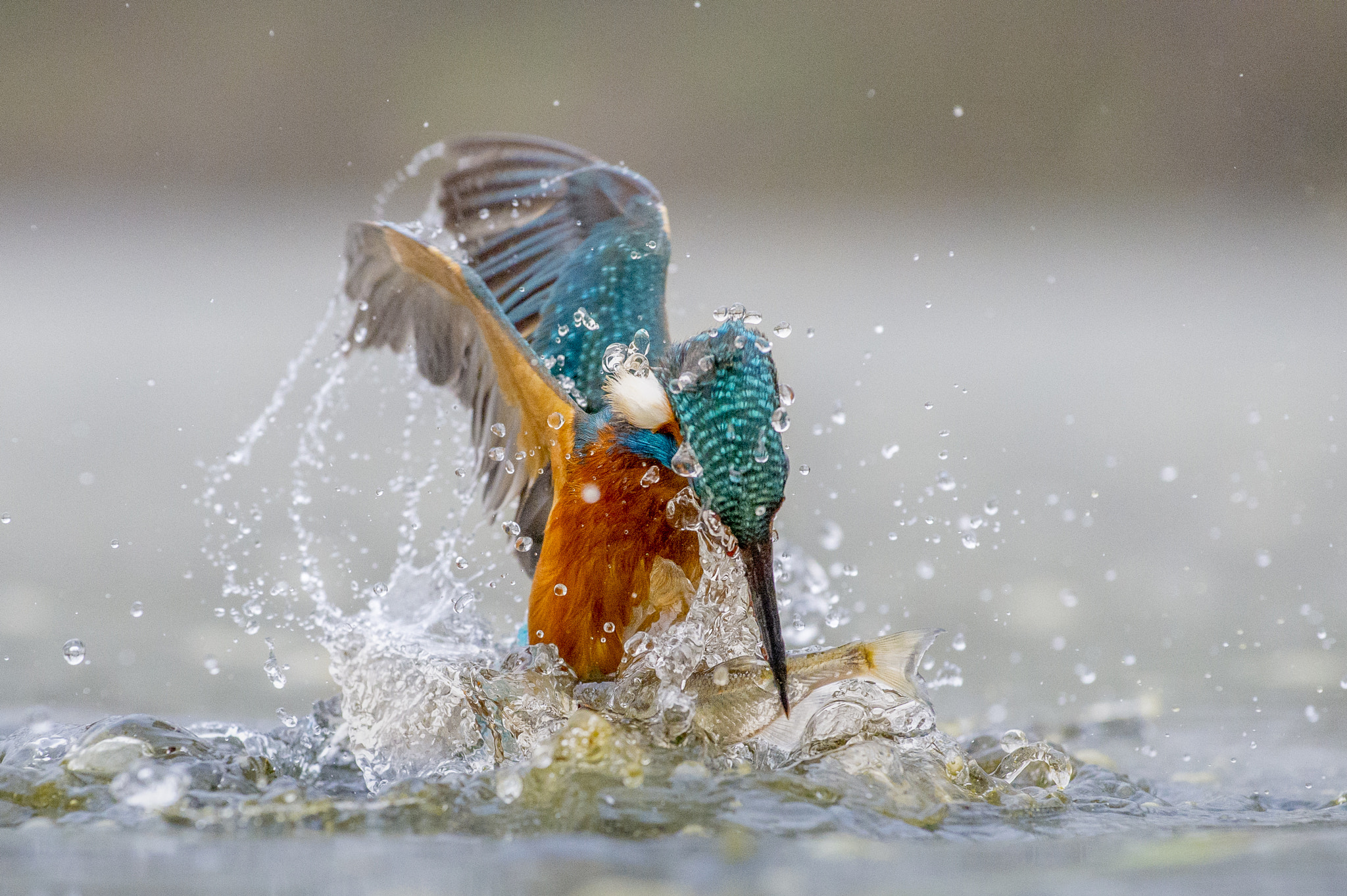 Nikon AF-S Nikkor 70-200mm F4G ED VR sample photo. Another fish for the king photography