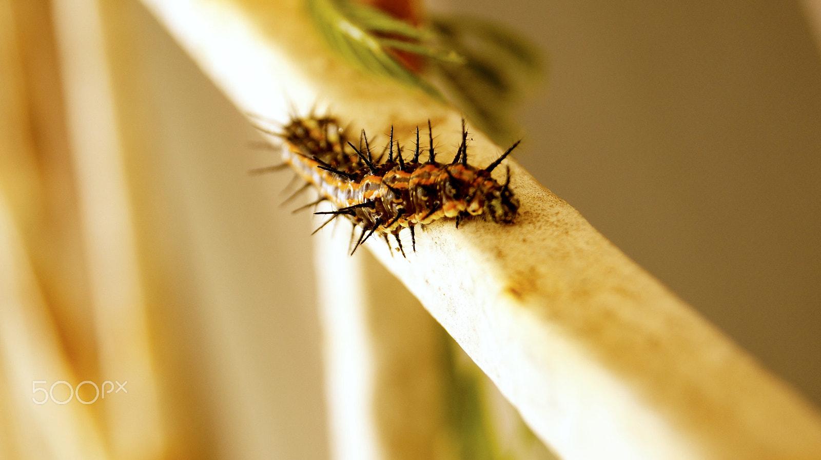 Sony DT 18-55mm F3.5-5.6 SAM II sample photo. Warm worm photography
