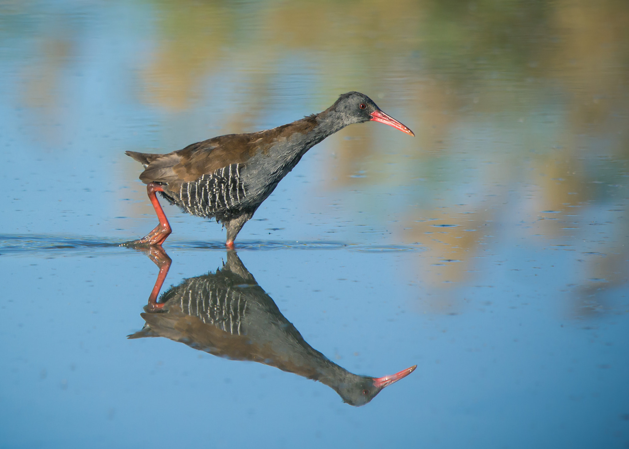 Sigma 150-500mm F5-6.3 DG OS HSM sample photo. African rail photography