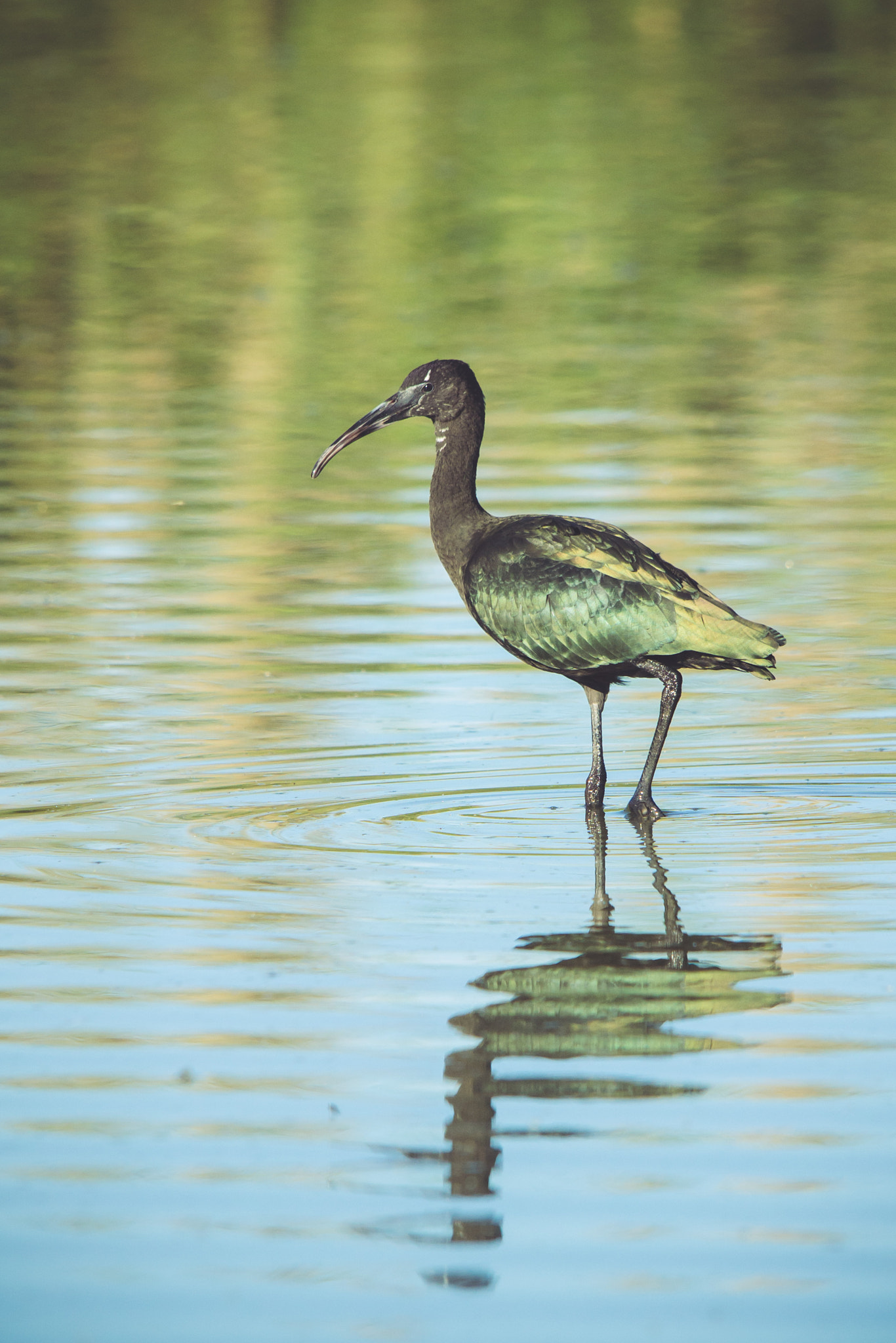 Sigma 150-500mm F5-6.3 DG OS HSM sample photo. Glossy ibis photography