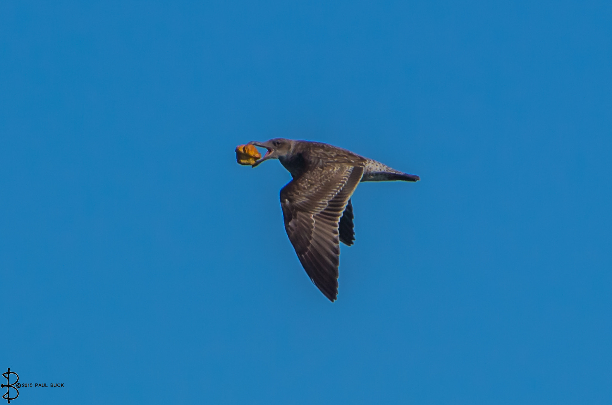 Canon EOS 650D (EOS Rebel T4i / EOS Kiss X6i) sample photo. Seagulls muffin break photography