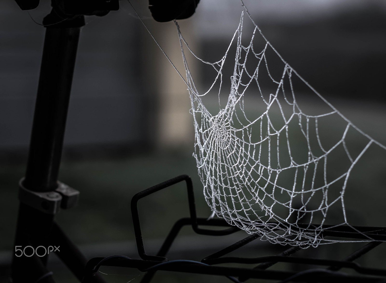 Pentax K-3 + smc PENTAX-FA 50mm F1.7 sample photo. Catching dew photography