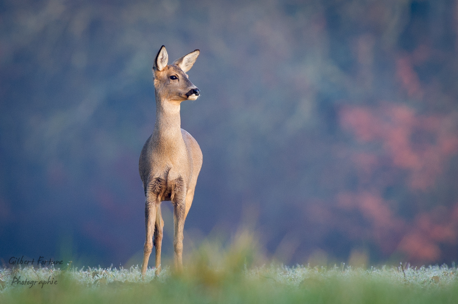 Nikon AF-S Nikkor 300mm F2.8G ED VR II sample photo. Chevreuil photography