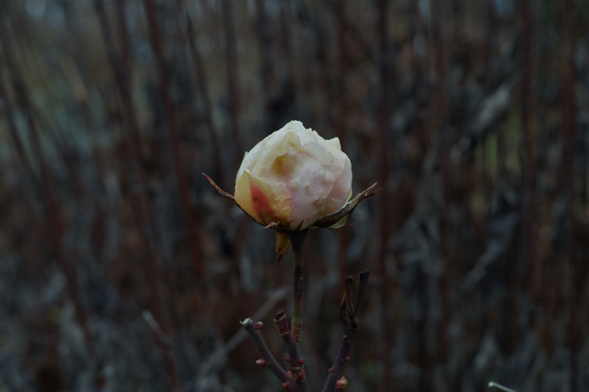 Sony SLT-A37 + Sony DT 35mm F1.8 SAM sample photo. December rose photography