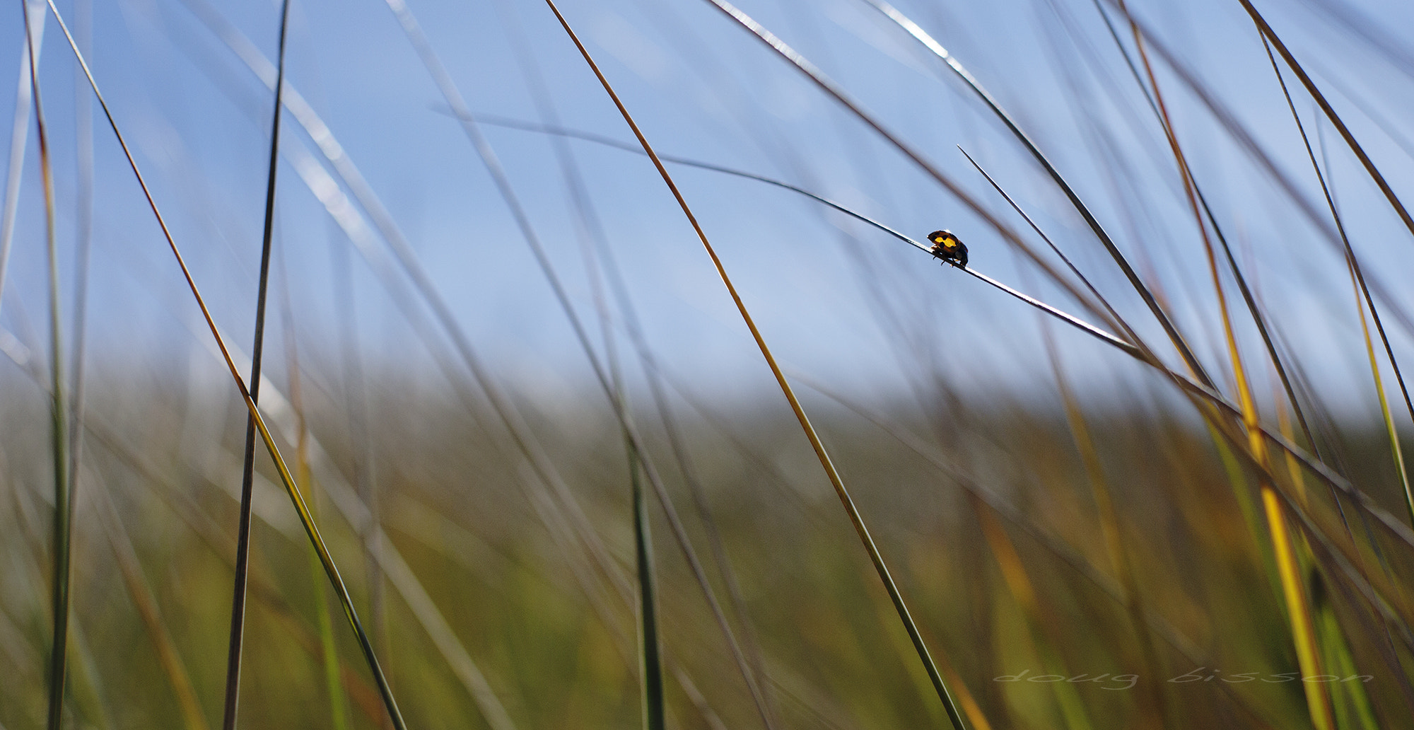 Canon EOS-1D X + Canon EF 50mm F1.4 USM sample photo. Ladybug ladybug photography