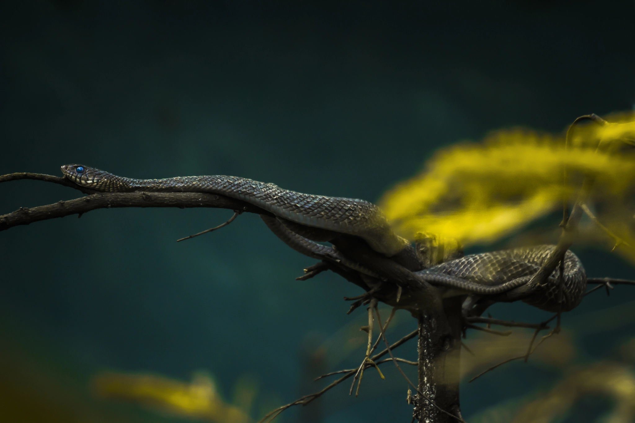 Canon EF 100-400mm F4.5-5.6L IS II USM sample photo. Reptile photography