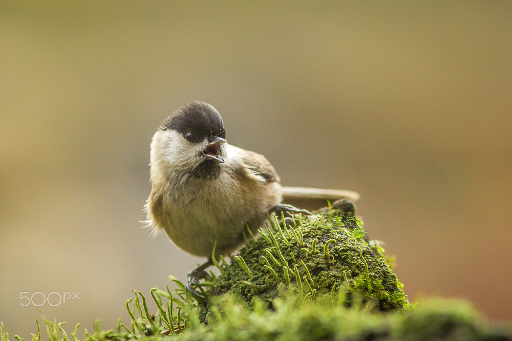 Canon EOS 60D + Canon EF 300mm F4L IS USM sample photo. Angry bird photography