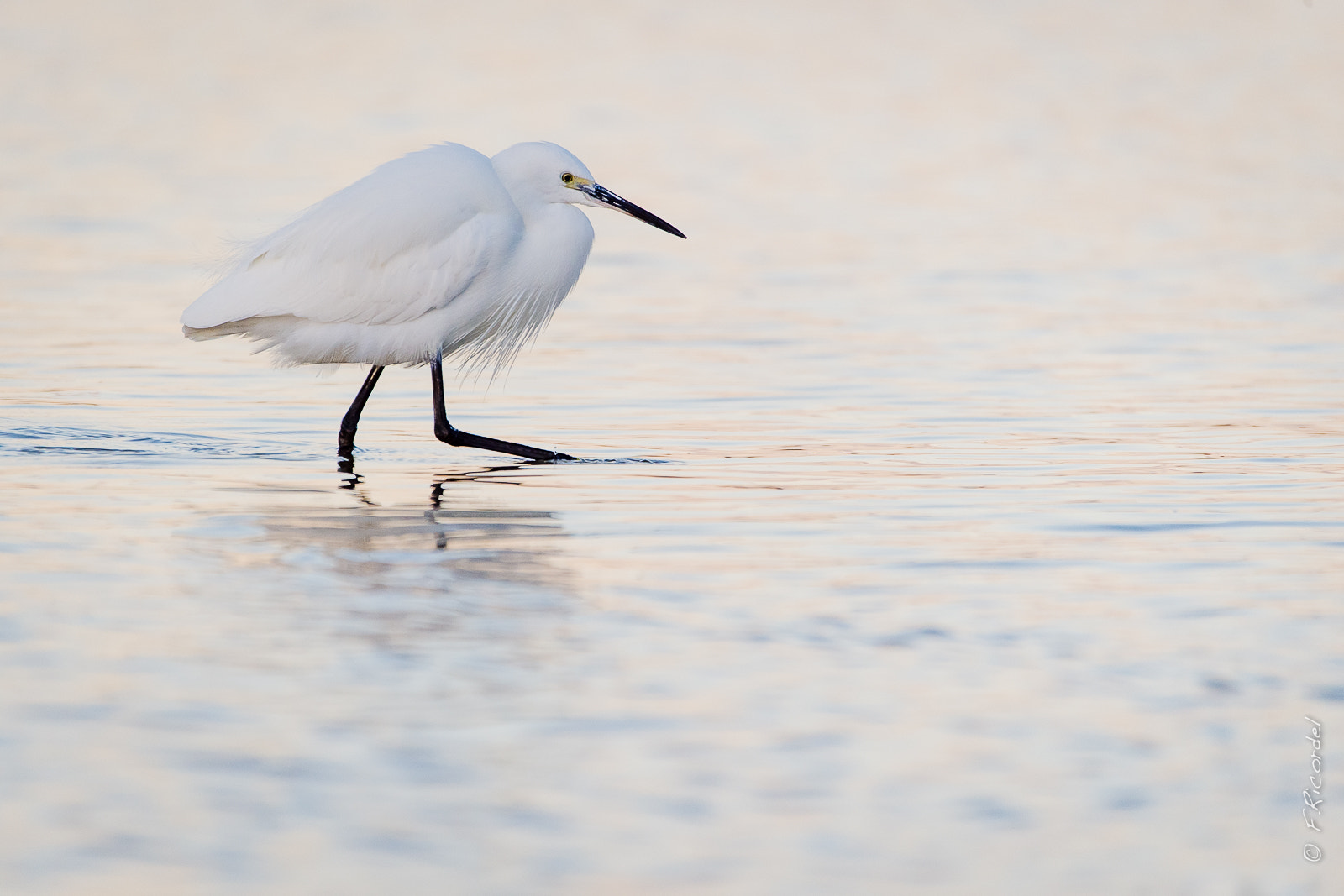 Sigma 120-400mm F4.5-5.6 DG OS HSM sample photo. Egretta garzetta - 50 nuances de blanc photography