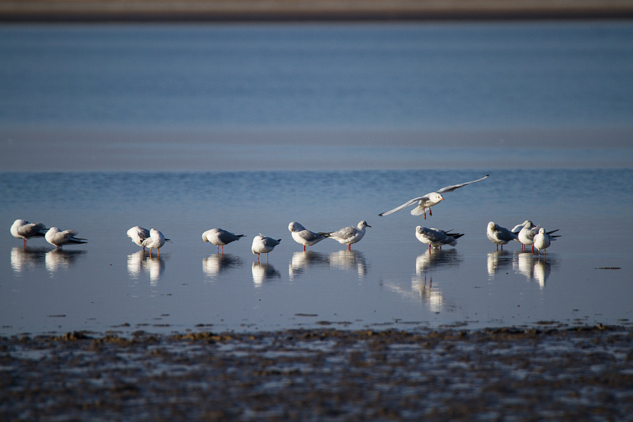 Canon EOS 7D + Tamron SP 150-600mm F5-6.3 Di VC USD sample photo. Morning gulls photography