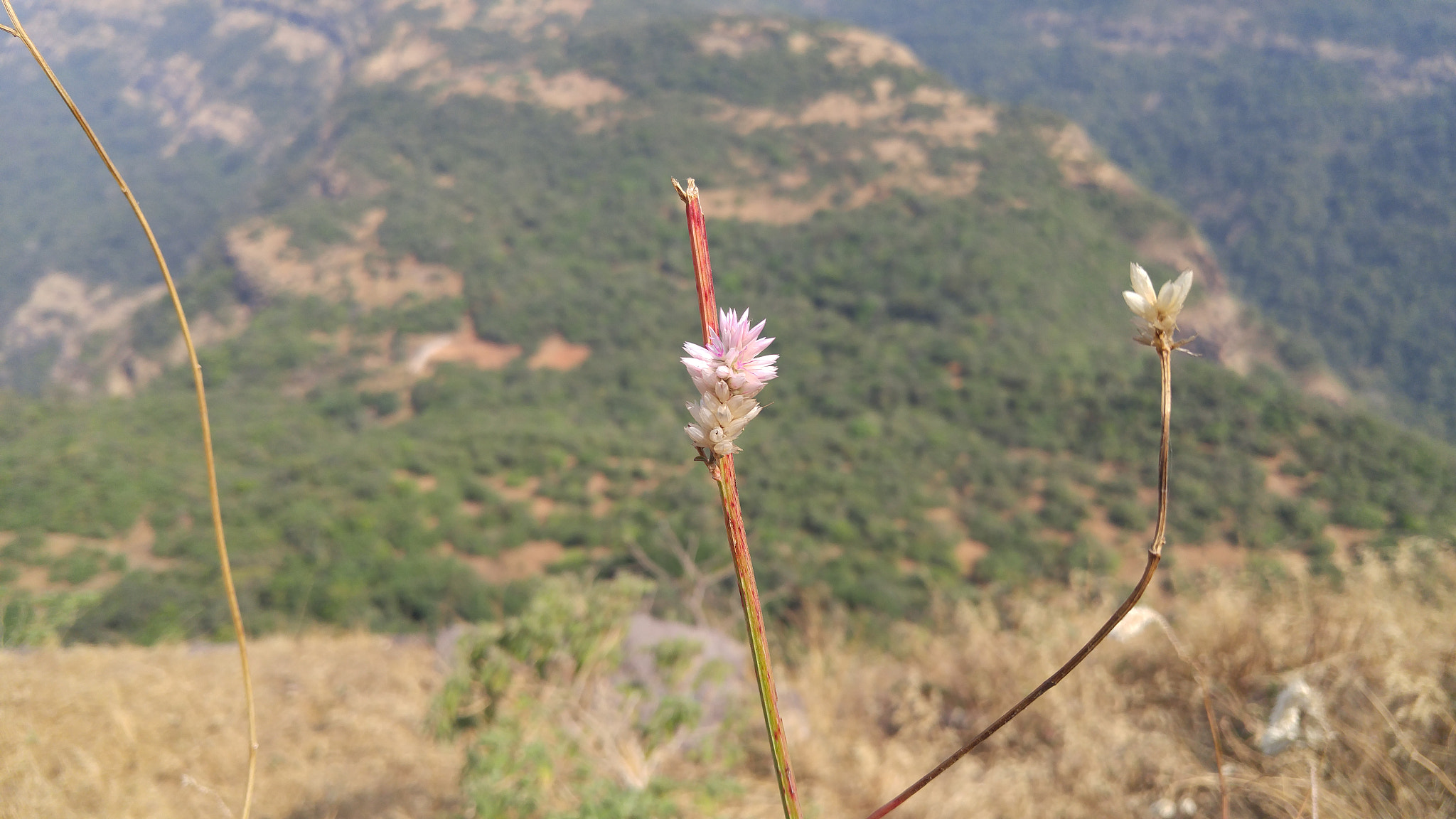 LG H818N sample photo. Mountain flower photography